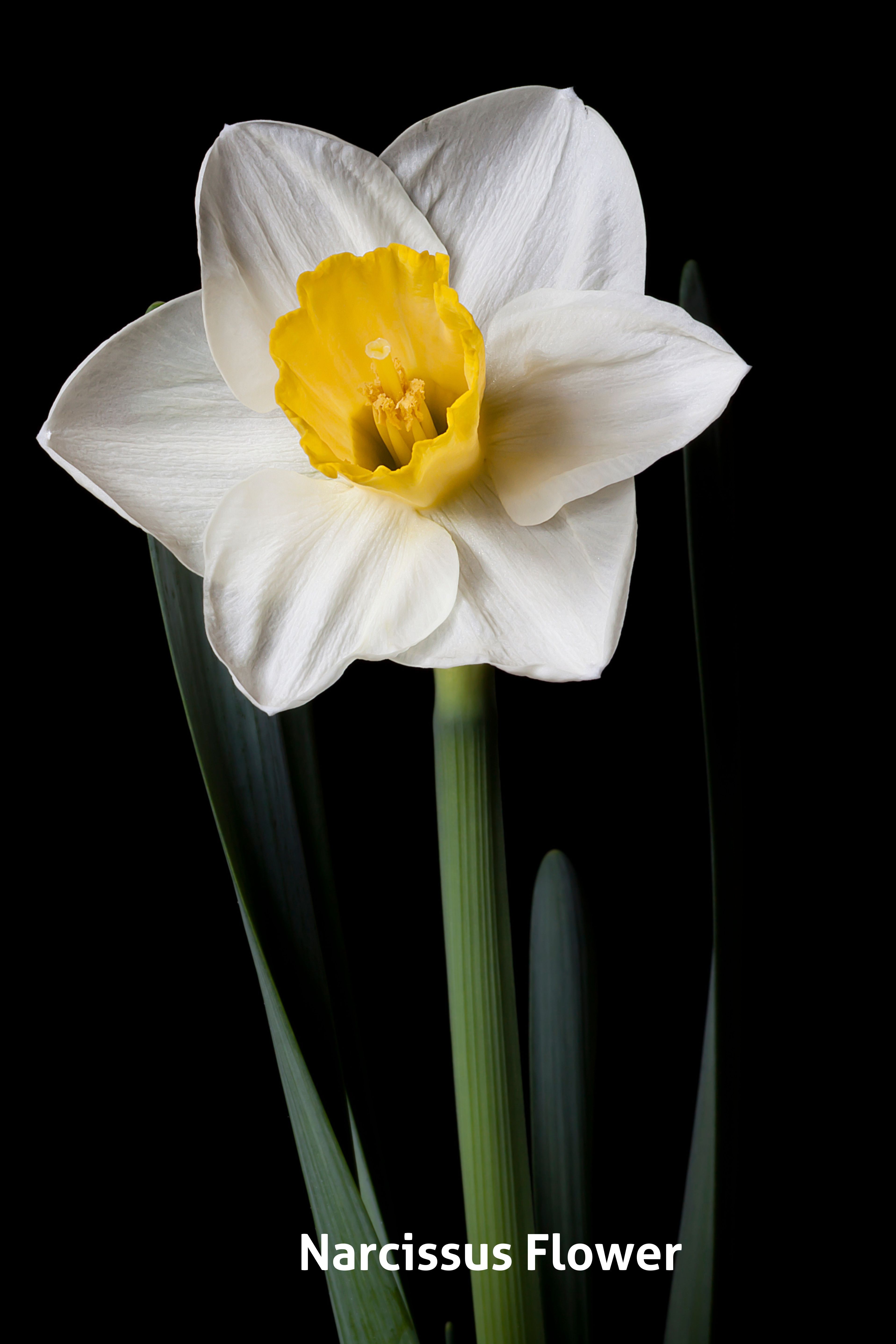 Narcissus Flower A white star shaped flower with a yellow centre and a black background.